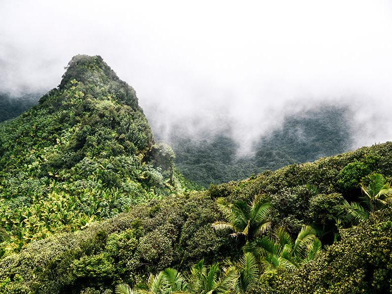 El Yunque National Forest, Puerto Rico